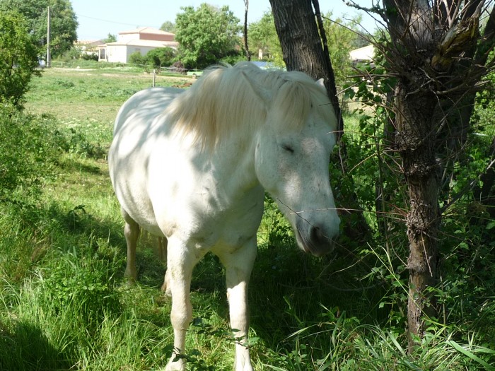 belle la camargue