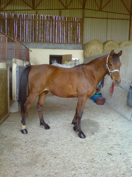 Le plus beau des chevaux arabes =D