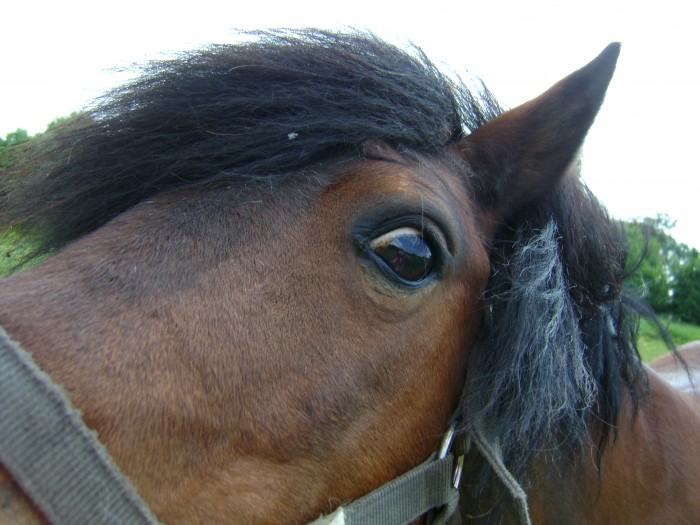 oeil de germinal