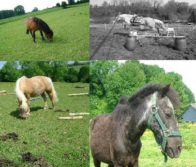 montage de mes poney