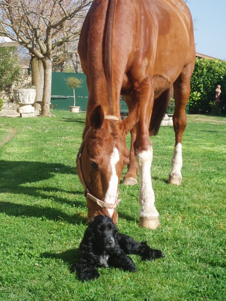 Bajo le cheval et Datcha le mini chien 