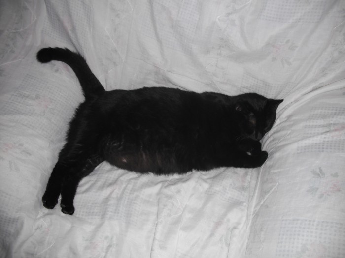 Faire De L Exercices A Un Chat Obese