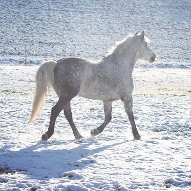 Reinette, Camargue,10 ans. 