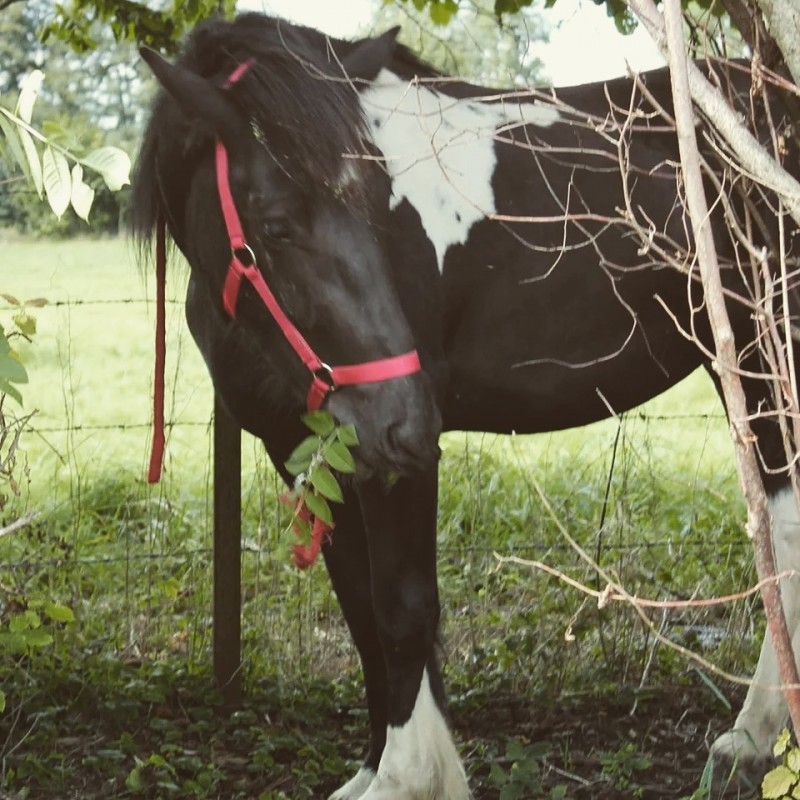 Benetton, Irish Cob, 4 ans. 