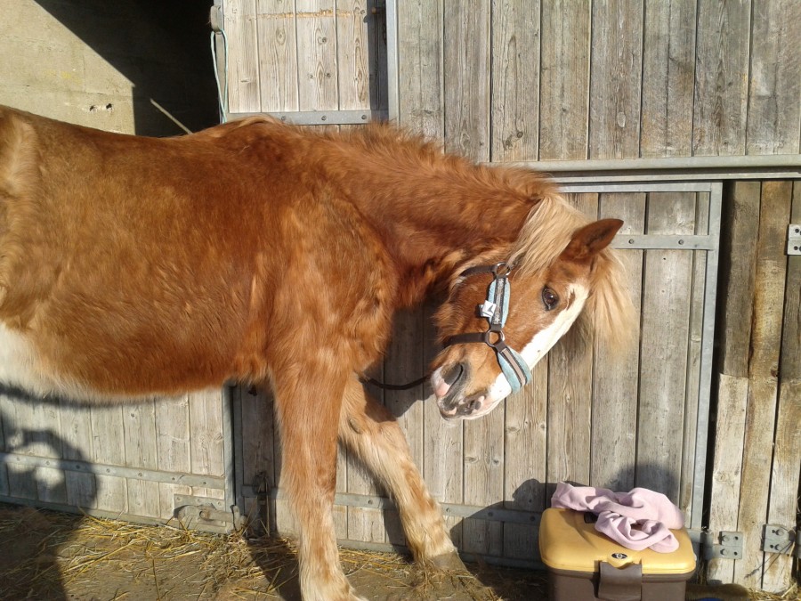 Cork en hiver: un vieux et gros nounours sur pattes.