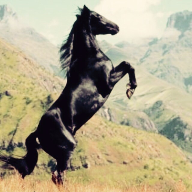 Belle �talon noir
