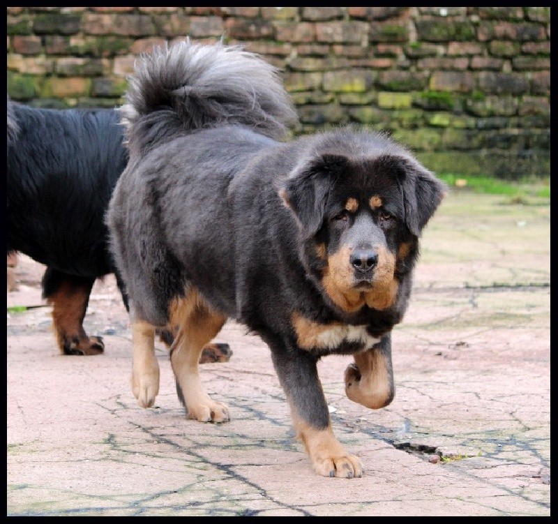 Question Dogue Du Tibet