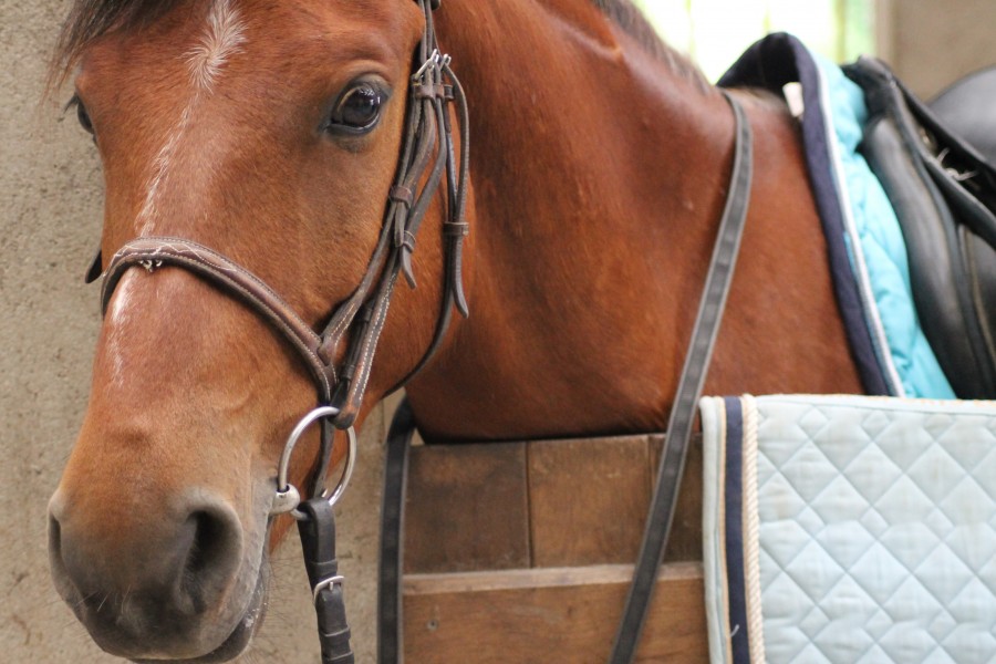 Trsor du Bosque | 8 ans | Poney landais | 1m47 | Bai avec une liste et une balzane | Un poney en OR