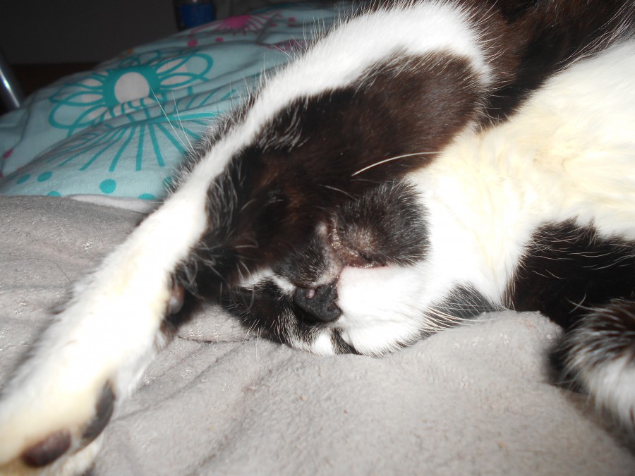 My little cat *-*&#9829;