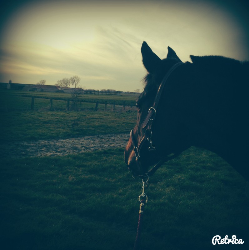 Le plus beau 