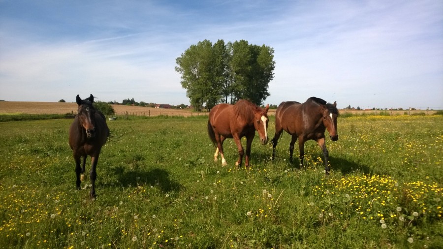 A droite du troupeau