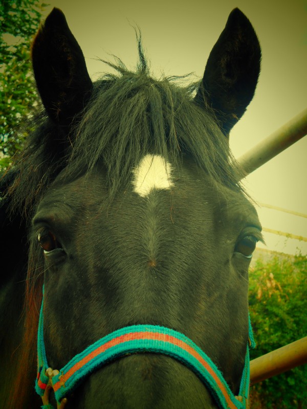 Petit cheval noir