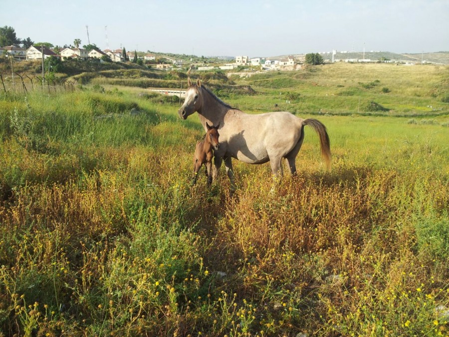 Arabo-quarter horse 