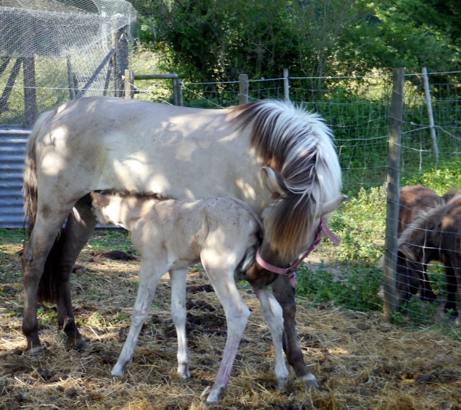 3 juin naissance de Nabucco bb de Noka