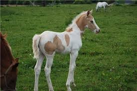 ! Pie Palomino !