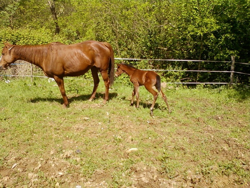 lesdeuza  et eoness  la naissance