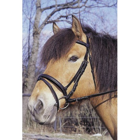 Bridon (ce n'est pas Banjo sur la photo)