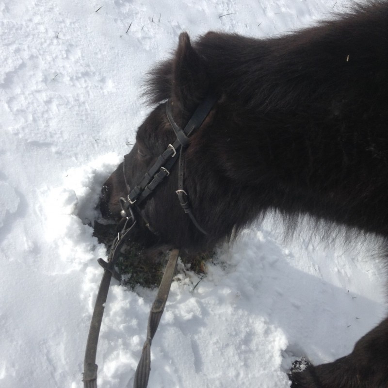 Balade  pied dans la neige 