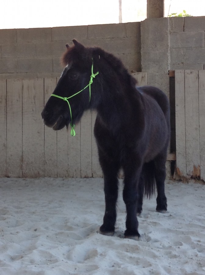 Mon beau loulou