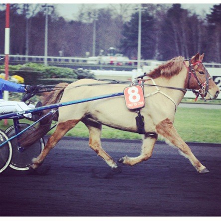 Unni Speed, Vincennes 2014, Championnat de France de Trot  Poney