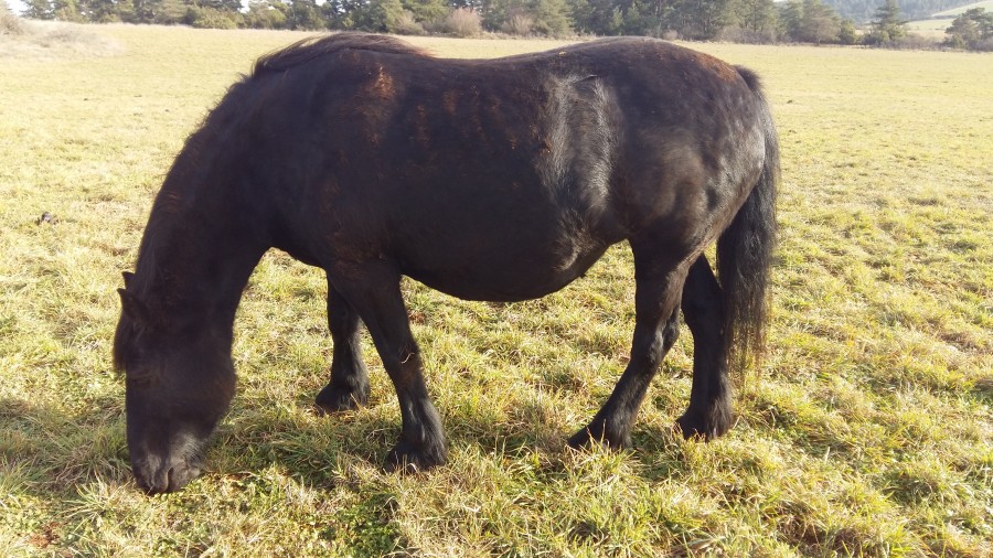 Ma jument M�rens, pleine de 5 mois