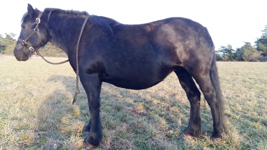 Gestation � environ 5 mois 