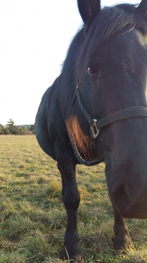 Gestation � environ 5 mois 