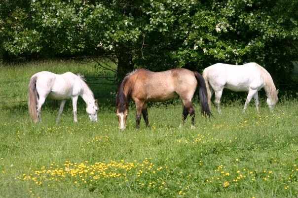 Id�al dans sa couleur de printemps