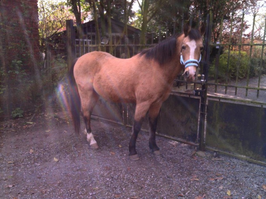 Id�al le jour de ses 20 ans