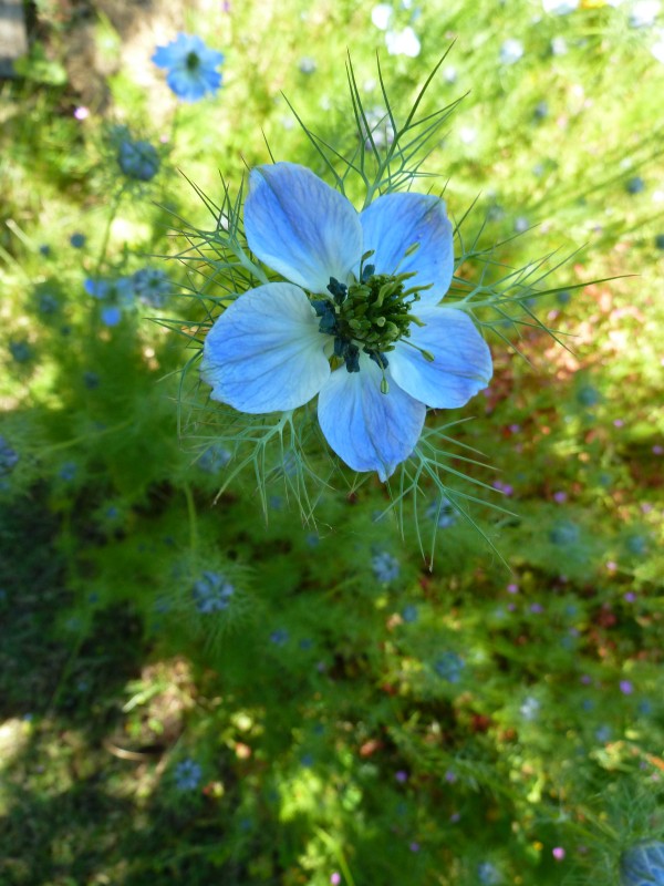 Nigelle de Damas