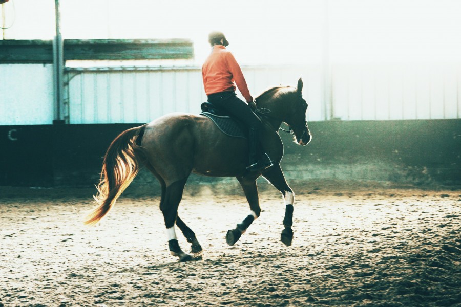 galop de travail  gauche 