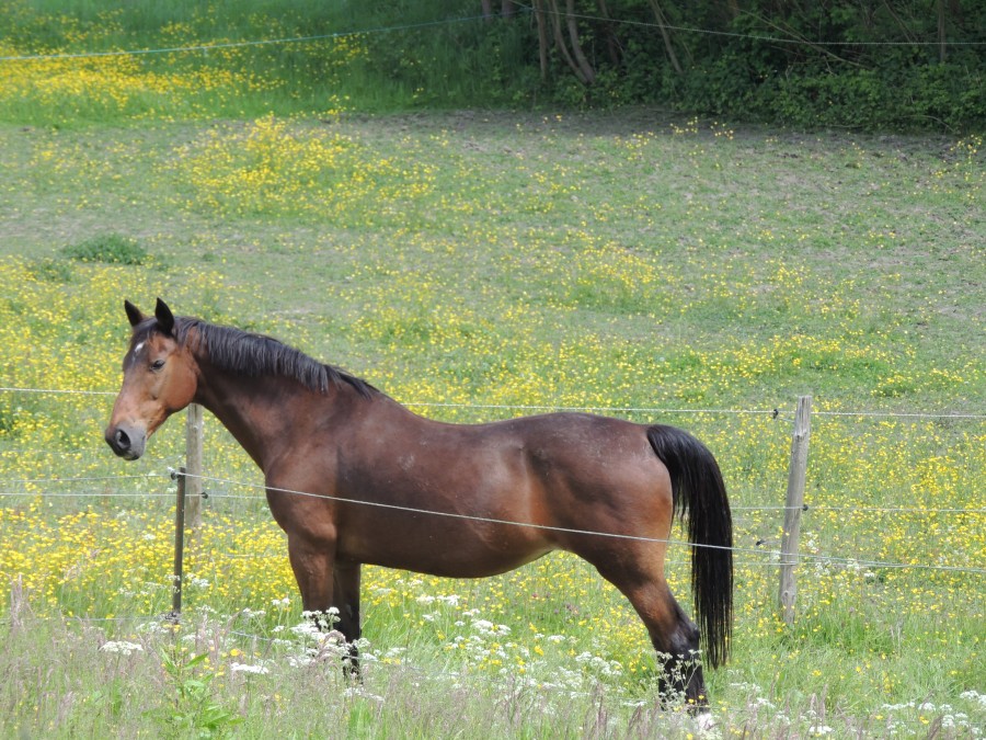 A�cha 27 ans  jument demi sang belge 1m65