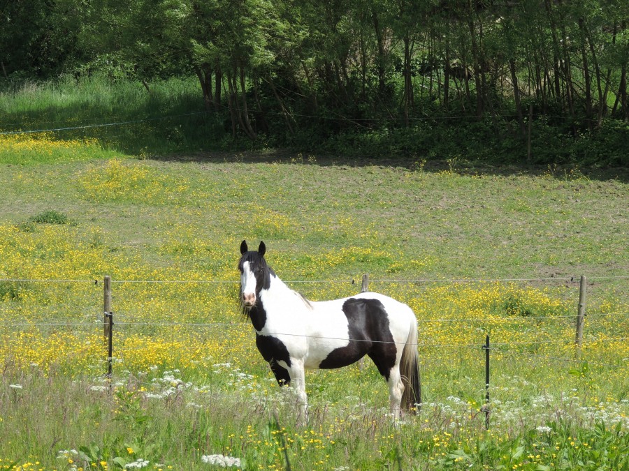 Gypsi 4 ans  jument crois�e Irish Cob 1m60