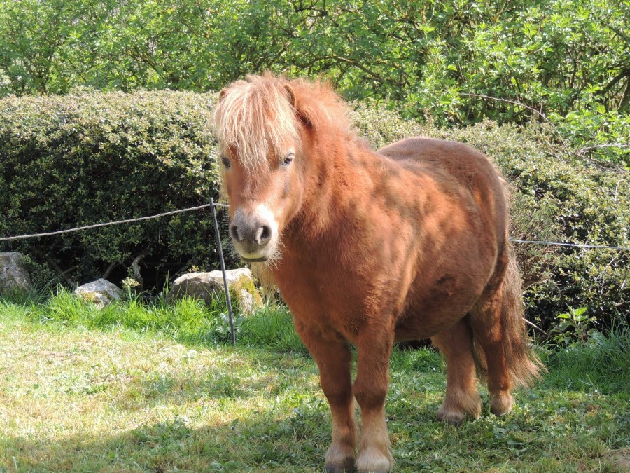 Chanel 3 ans shetland  soeur de Gucci