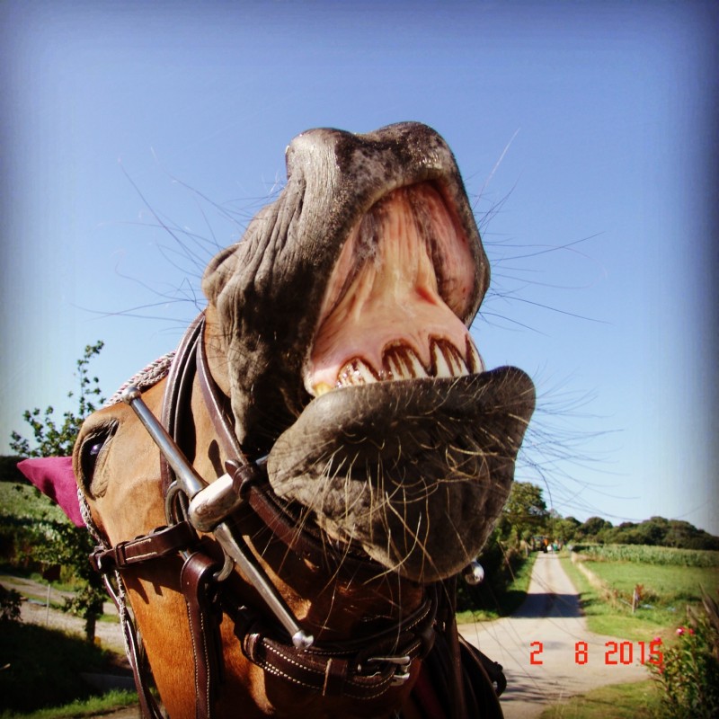 Quand on lui fait sentir un cornichon 