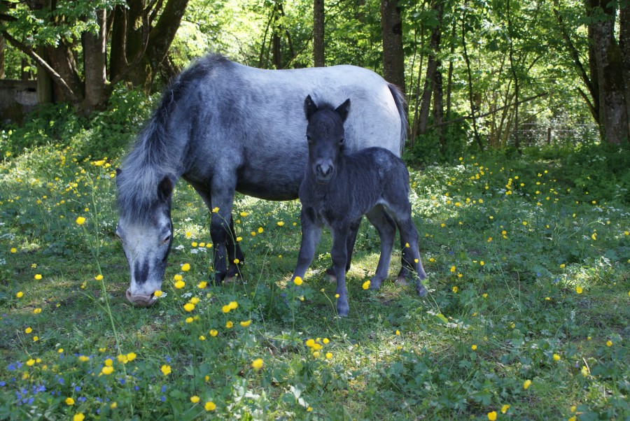 Tanka et Star