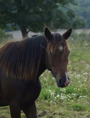 Boubou  2 ans