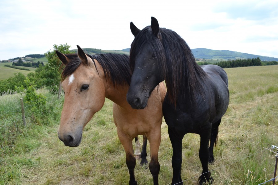 ma jument avec l'etalon frison