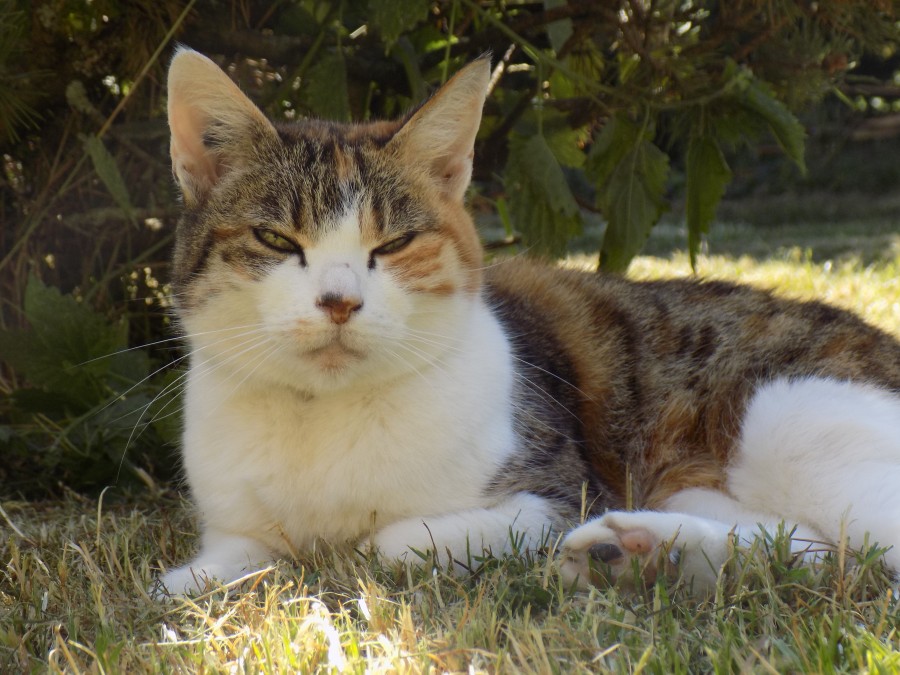 Minette , repose en paix ma belle <3