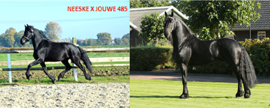 Neeske x Jouwe 485