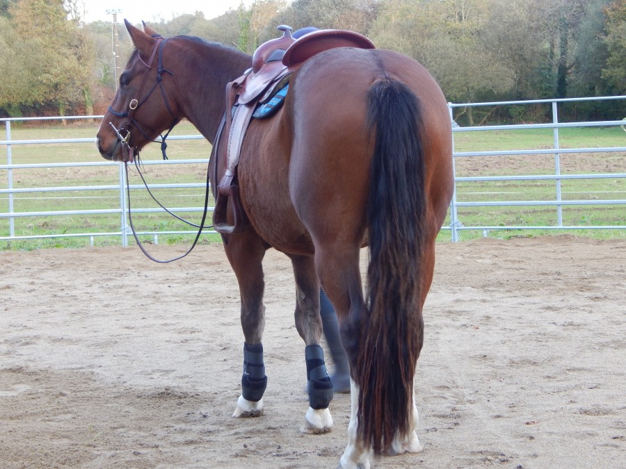 ... mais arrire train de quarter horse !