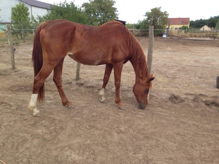 Mirabelle, poulinre ou compagnie, SF 15 ans par turcomann belle origines , prix Bas