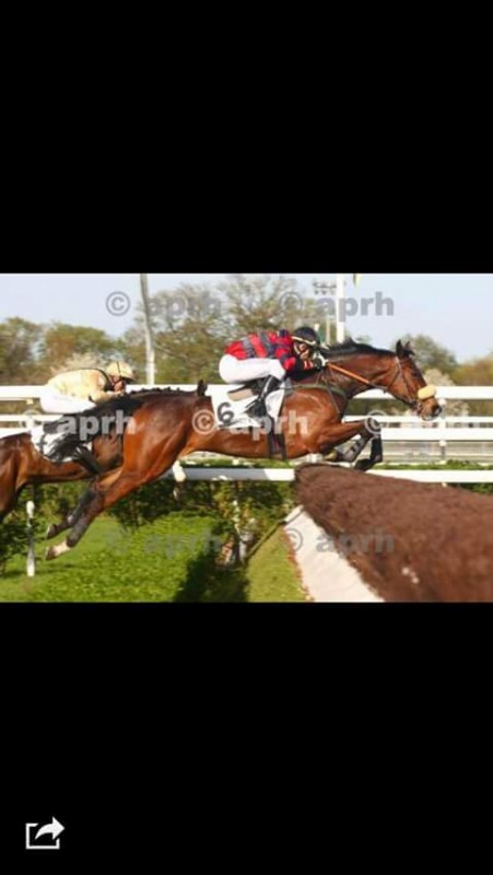 Djagbel Cheval de course d obstacle 