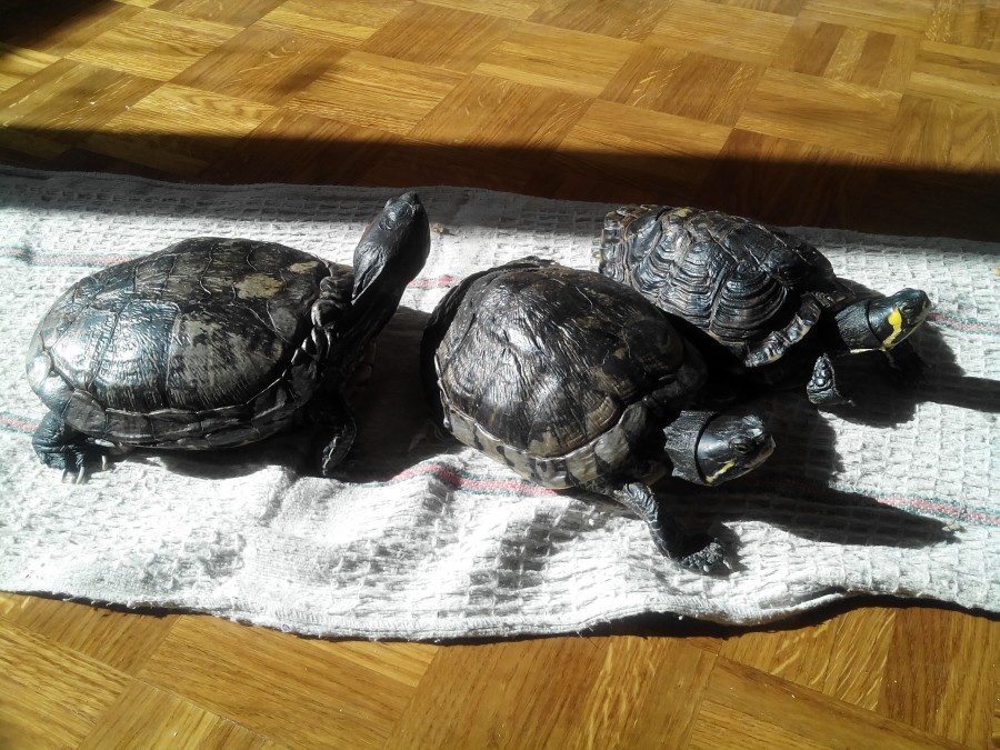 Mes amours <3