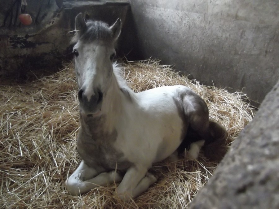 Voici Asrrix!!! Trop chou, c'est encore un bb!!