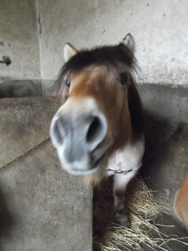 Mon prfr, Crin d'Or!! Quand on le monte, on ne sens plus nos bras aprs!!! 