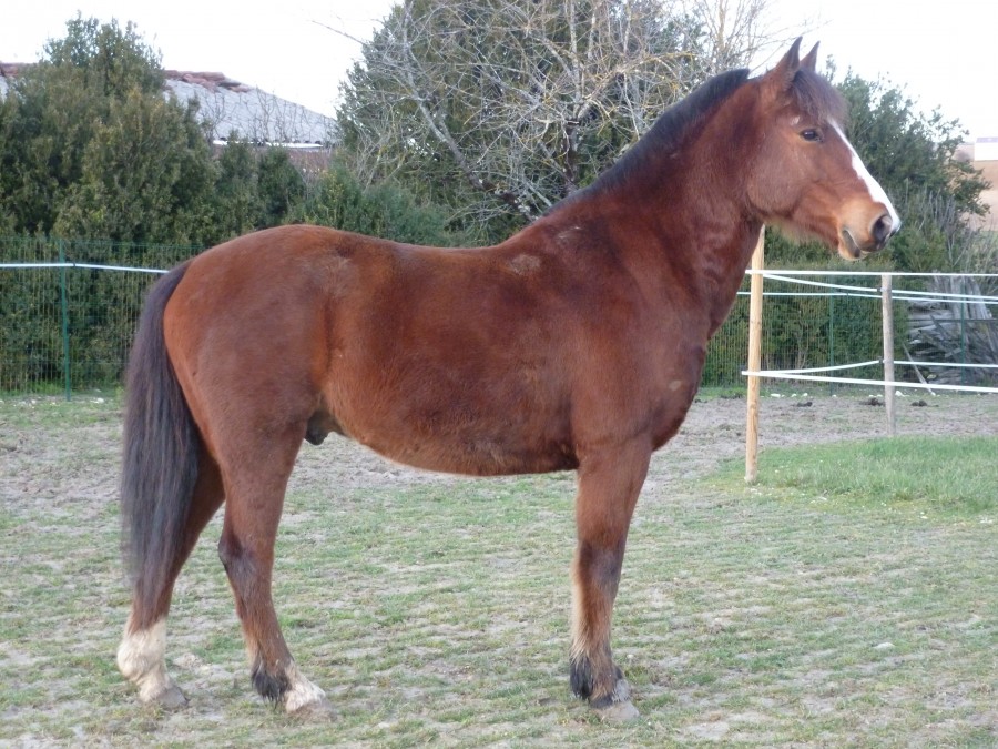 Le cheval de mes rêve qui reste un rêve XD