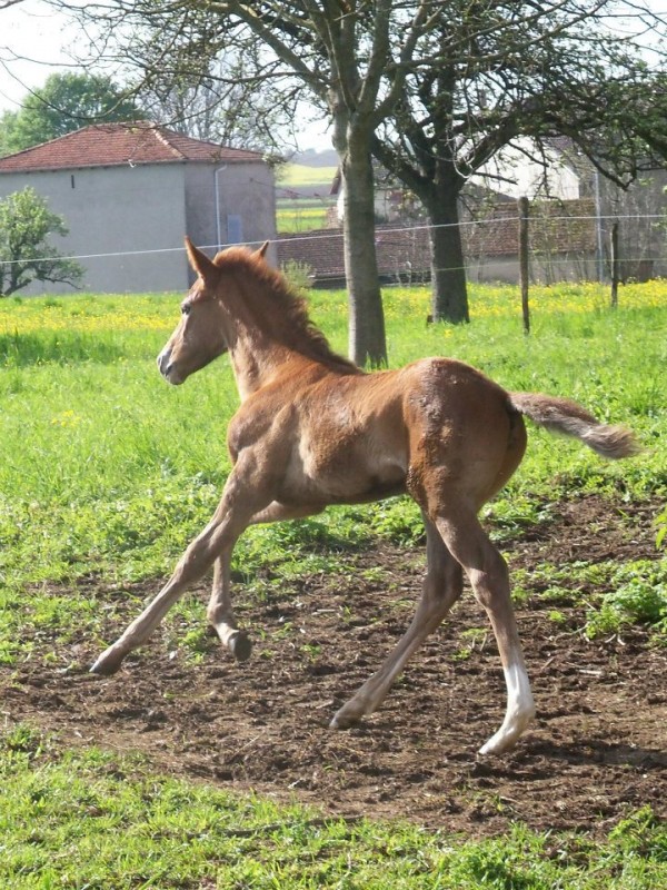 ....au  galop!!!!!