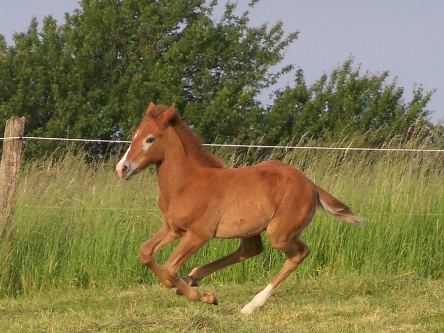 au galop!!....