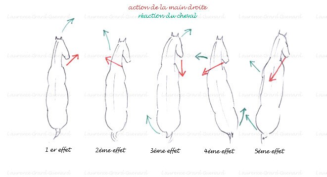 Incurvation cheval : comment incurver son cheval ?